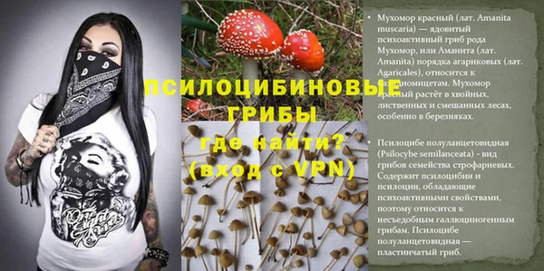 молекула духа Богданович